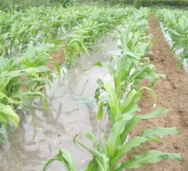 Nutrition of forage maize crops drives final yield and quality
