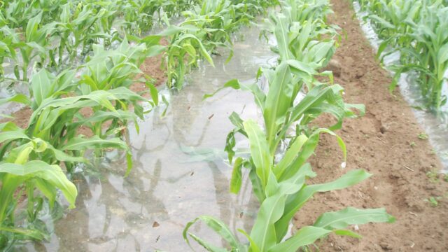 Nutrition of forage maize crops drives final yield and quality