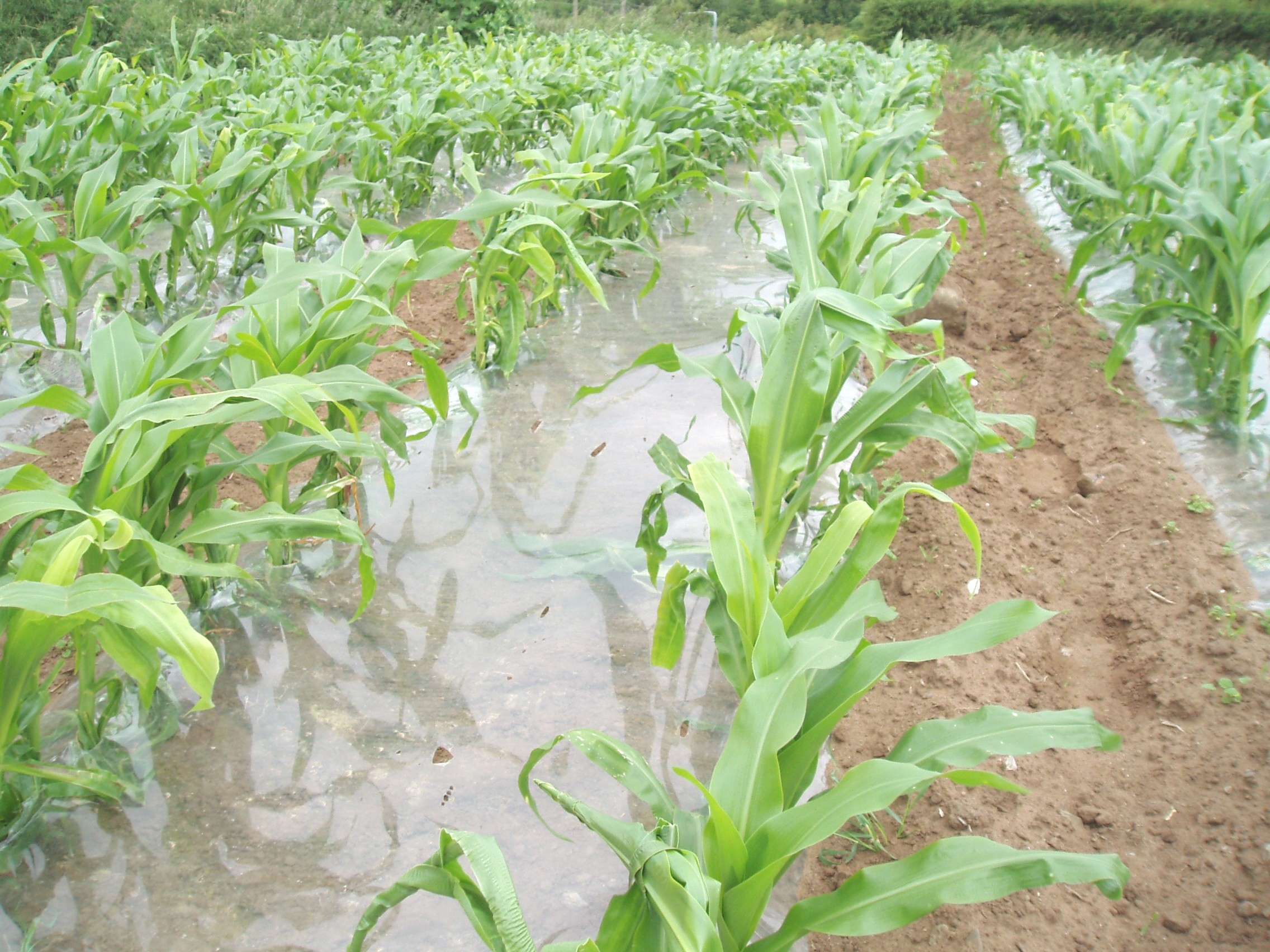 Nutrition of forage maize crops drives final yield and quality