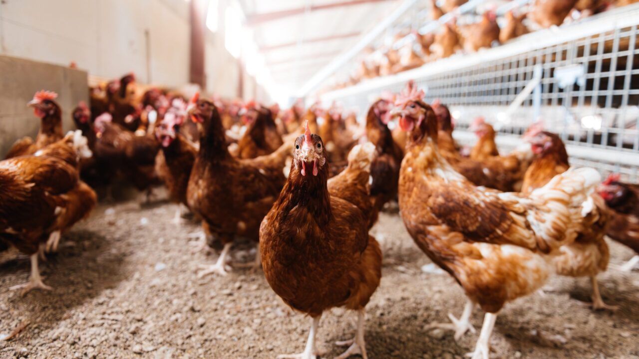 NI Assembly hears calls for greater all-island cooperation on poultry litter