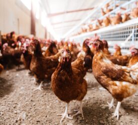 NI Assembly hears calls for greater all-island cooperation on poultry litter