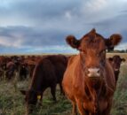 Beef farmers ‘can’t be green if they are in the red’ – CAFRE senior manager