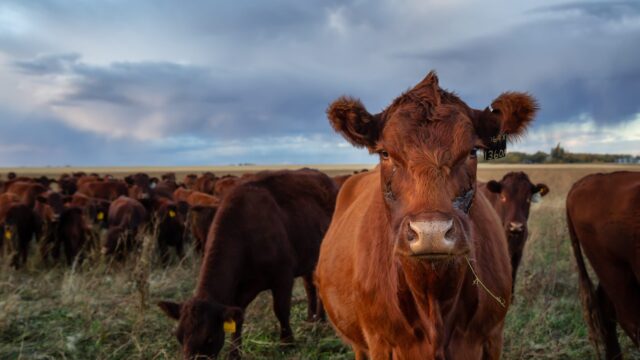 Beef farmers ‘can’t be green if they are in the red’ – CAFRE senior manager