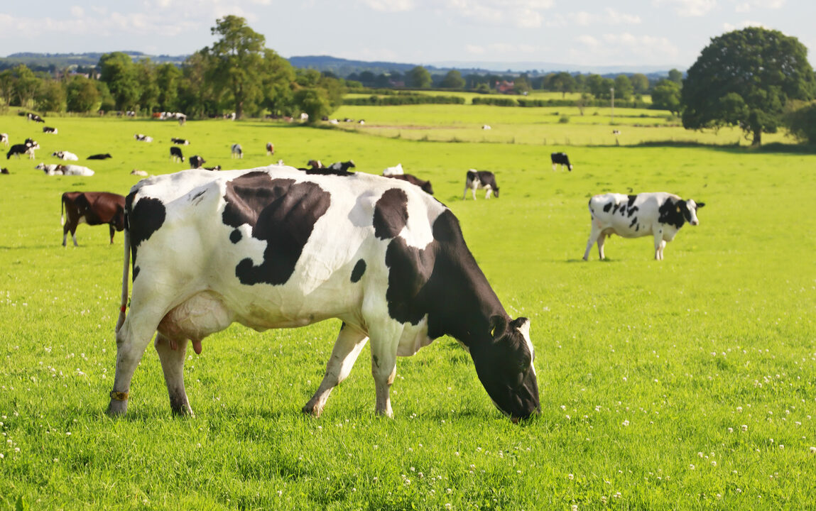 Controlling replacement heifer costs while maintaining quality