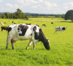 Controlling replacement heifer costs while maintaining quality