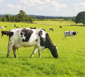 Controlling replacement heifer costs while maintaining quality