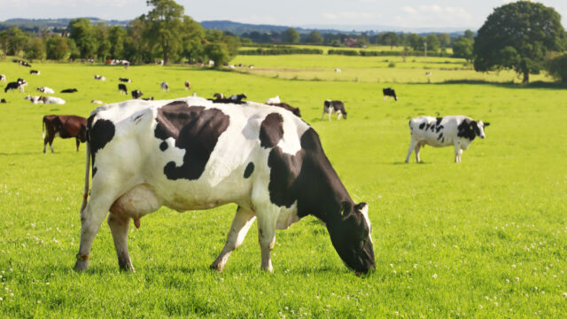 Controlling replacement heifer costs while maintaining quality