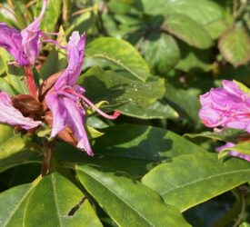 Can UK native insects help tackle rhododendron?