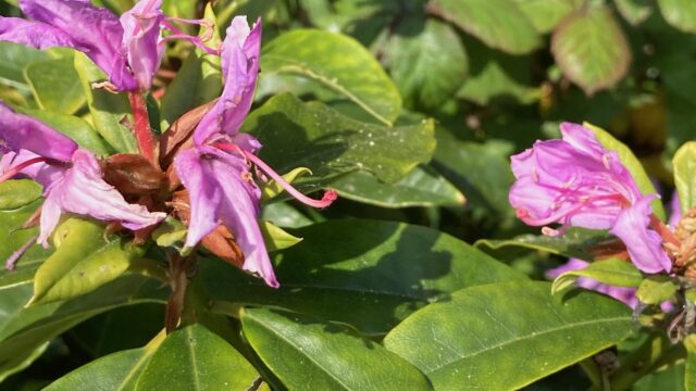 Can UK native insects help tackle rhododendron?
