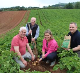 Potato harvest starts in NI with digging of ‘Comber Earlies’