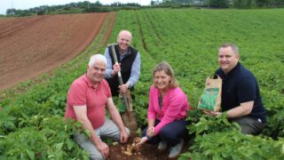 Potato harvest starts in NI with digging of ‘Comber Earlies’