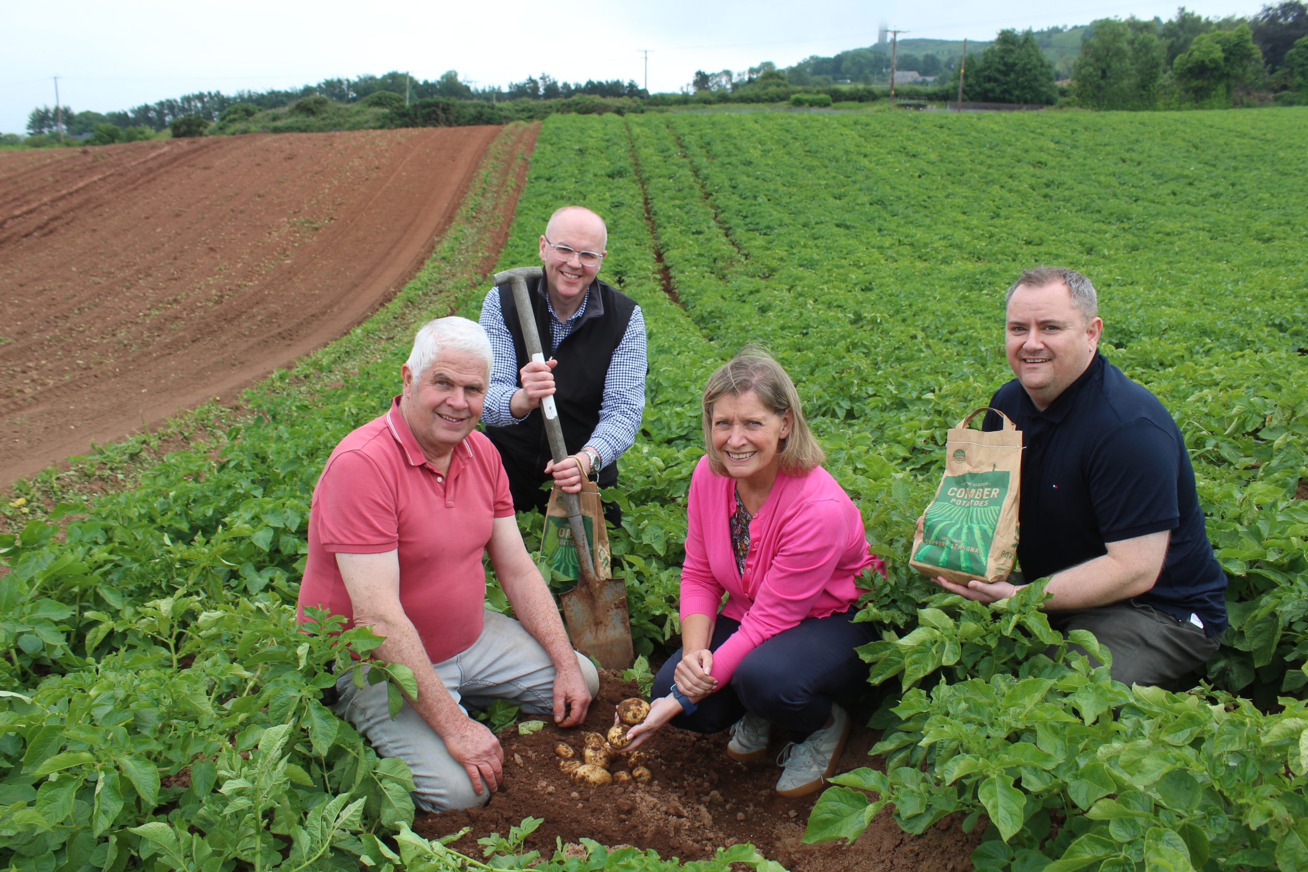 Potato harvest starts in NI with digging of ‘Comber Earlies’ - Agriland.co.uk