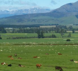 NZ red meat sector aims to grow exports to $23bn by 2035