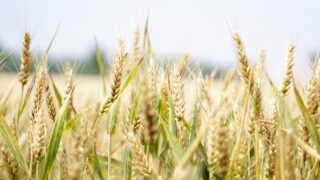 FAO: World food prices ‘broadly stable’ in May