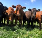 Analysis: China to reshape global trade flows for beef