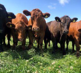 Analysis: China to reshape global trade flows for beef