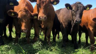 Analysis: China to reshape global trade flows for beef