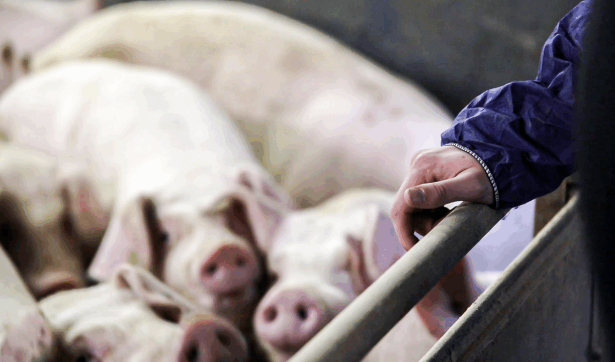 Sofina Foods: ‘Small number’ of NI pig contracts won’t be renewed