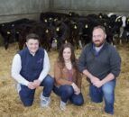 ABP to further develop NI integrated dairy calf-to-beef system