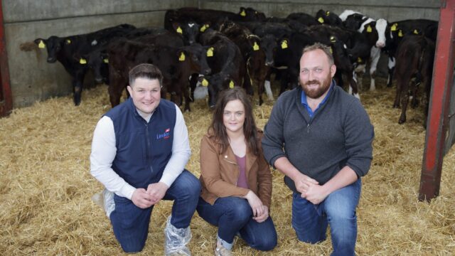 ABP to further develop NI integrated dairy calf-to-beef system