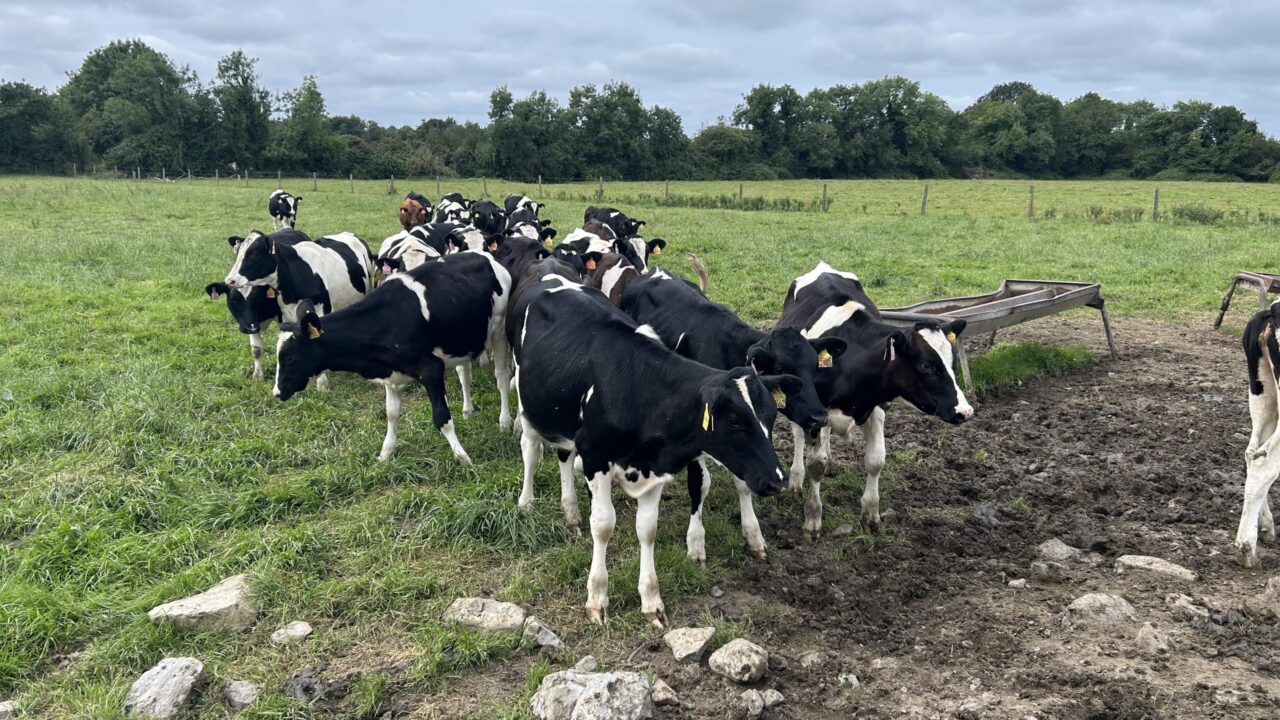 Controlling parasites in calves at pasture