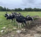 Controlling parasites in calves at pasture