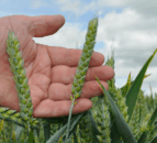 New generation of fungicide leads identified by researchers