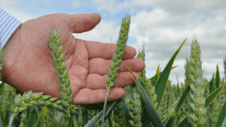 New generation of fungicide leads identified by researchers