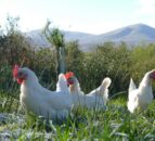 UK supermarket switches to white eggs to ‘lower carbon footprint’