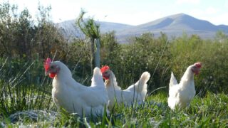 UK supermarket switches to white eggs to ‘lower carbon footprint’