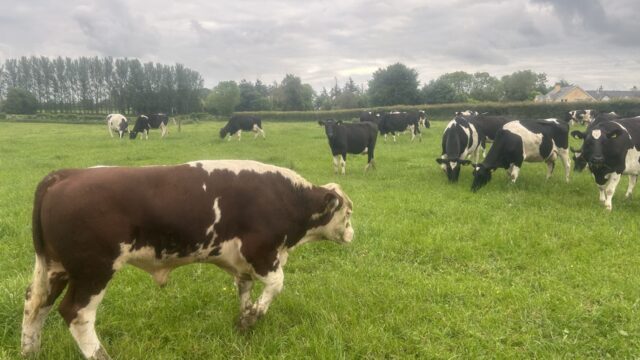 Managing the stock bull as AI wraps up