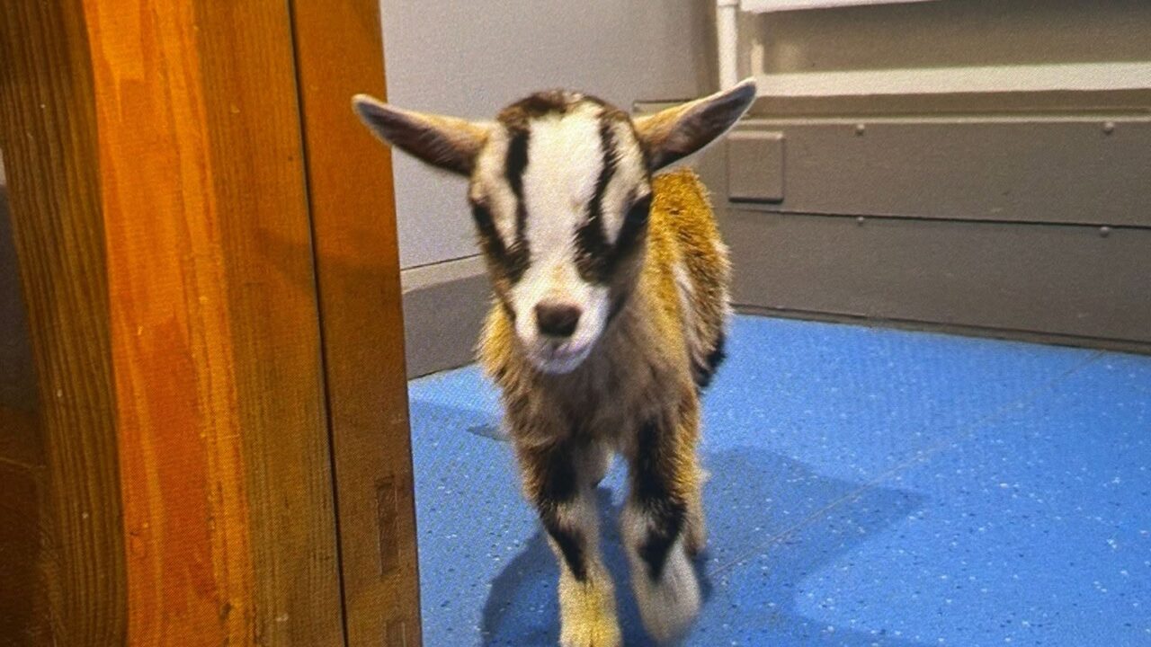 Stolen baby goat returned to farm after PSNI arrest two suspects