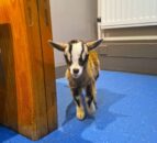 Stolen baby goat returned to farm after PSNI arrest two suspects