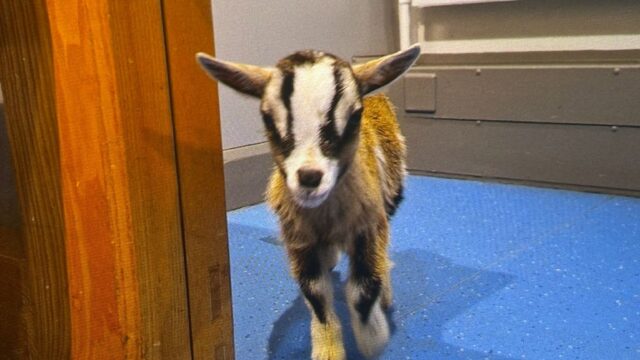 Stolen baby goat returned to farm after PSNI arrest two suspects