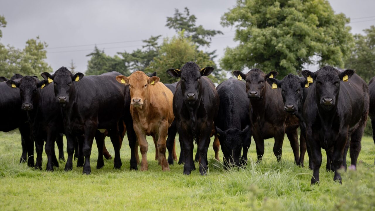 UFU launches ‘Where is your beef from?’ World Cup campaign