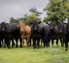 UFU launches ‘Where is your beef from?’ World Cup campaign