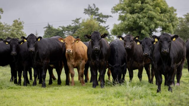 UFU launches ‘Where is your beef from?’ World Cup campaign