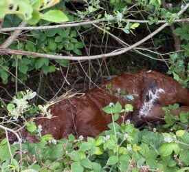 DAERA appeals for information on dumping of dead animals