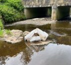 Graphic pics: Dead sheep and calves found dumped in Tyrone
