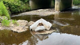 Graphic pics: Dead sheep and calves found dumped in Tyrone