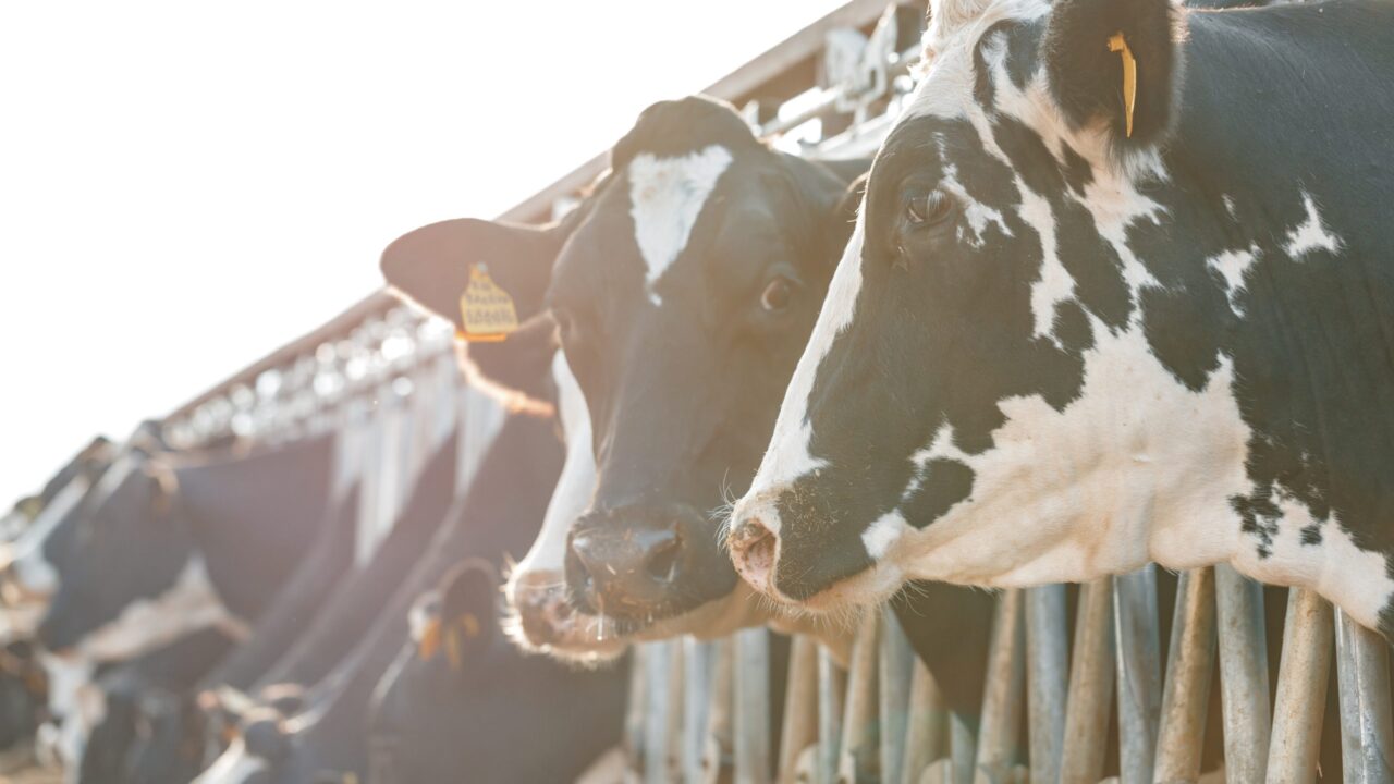 agriland.co.uk - Kathleen O'Sullivan - AHDB: Irish milk volumes mirror GB trends
