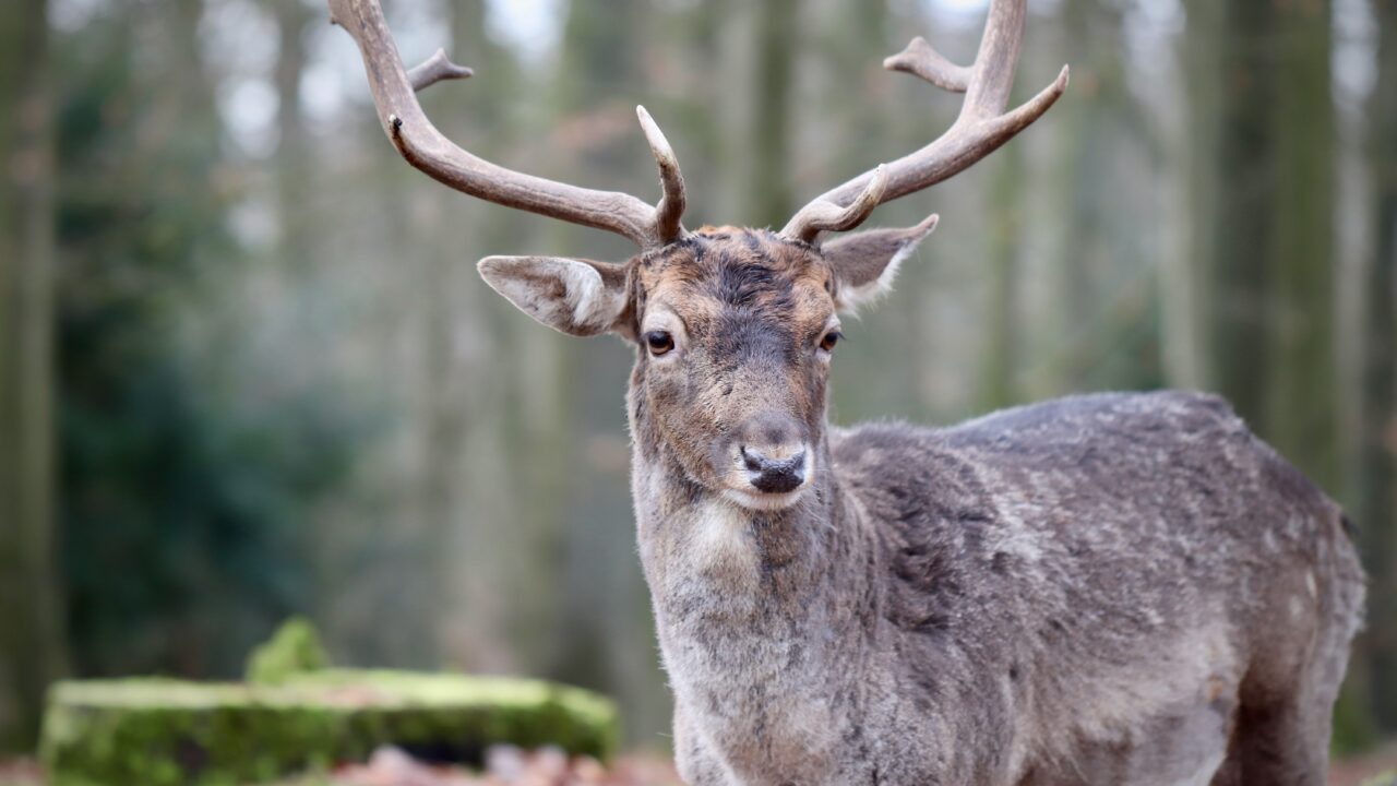 agriland.co.uk - Conor Galligan - New venison processing unit set to be established on Isle of Raasay