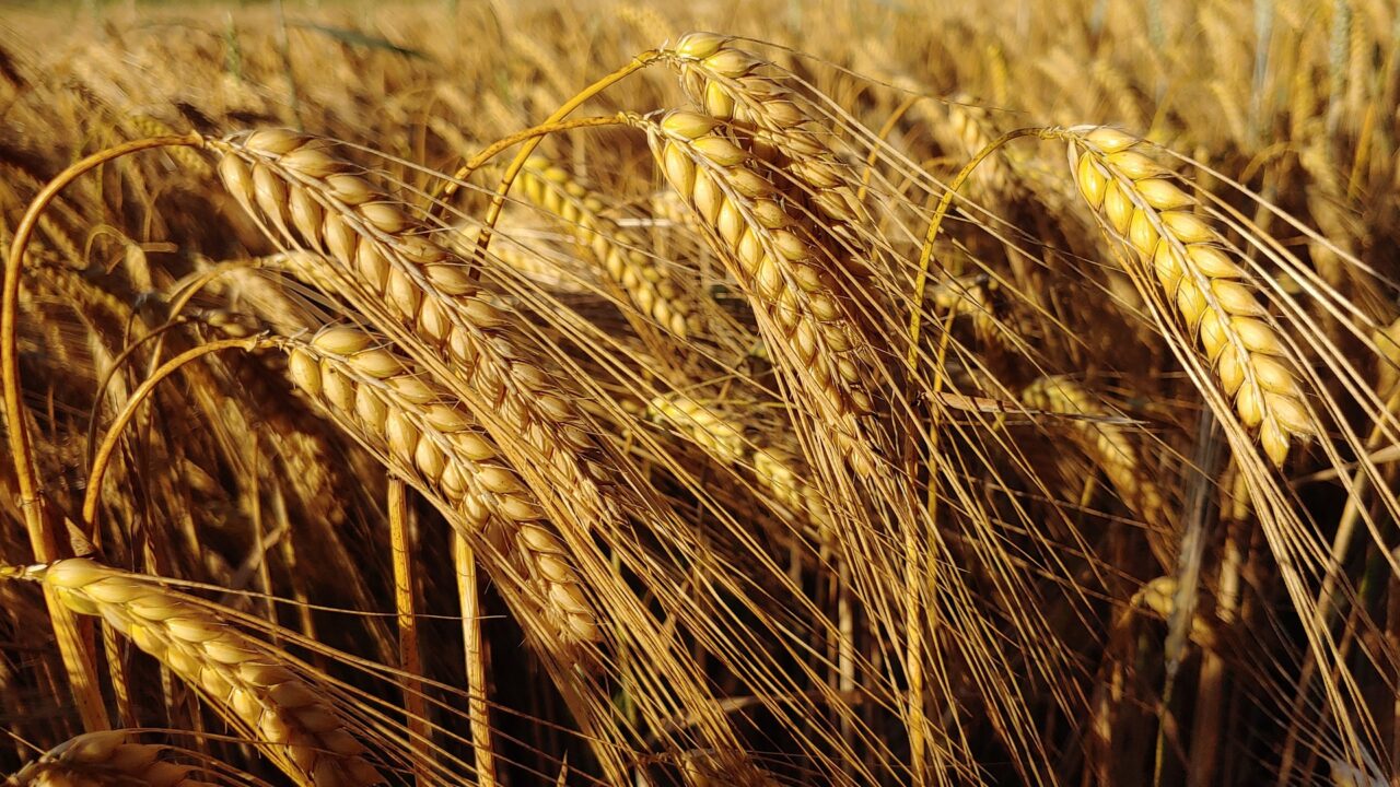 agriland.co.uk - Richard Halleron - Will Heineken commit to support regenerative farming in Ireland?