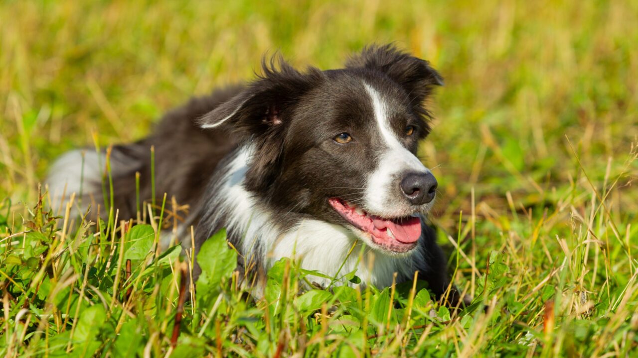 agriland.co.uk - Aisling O'Brien - Study to investigate farm dog spread of life-endangering parasite