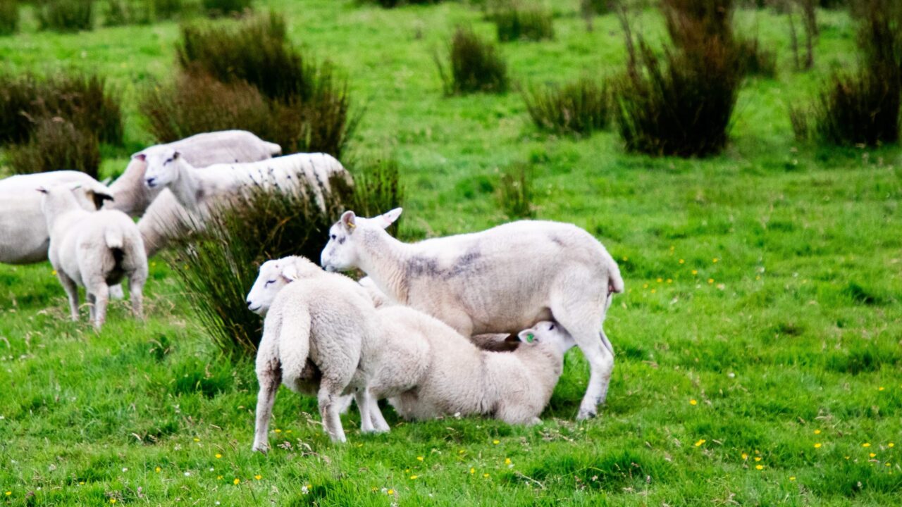 agriland.co.uk - Richard Halleron - The key role of sheep within hill farming systems
