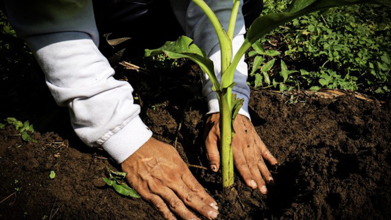 agriland.co.uk - Joe Griffin - Fyffes targeting 100% regenerative banana and pineapple farms by 2030