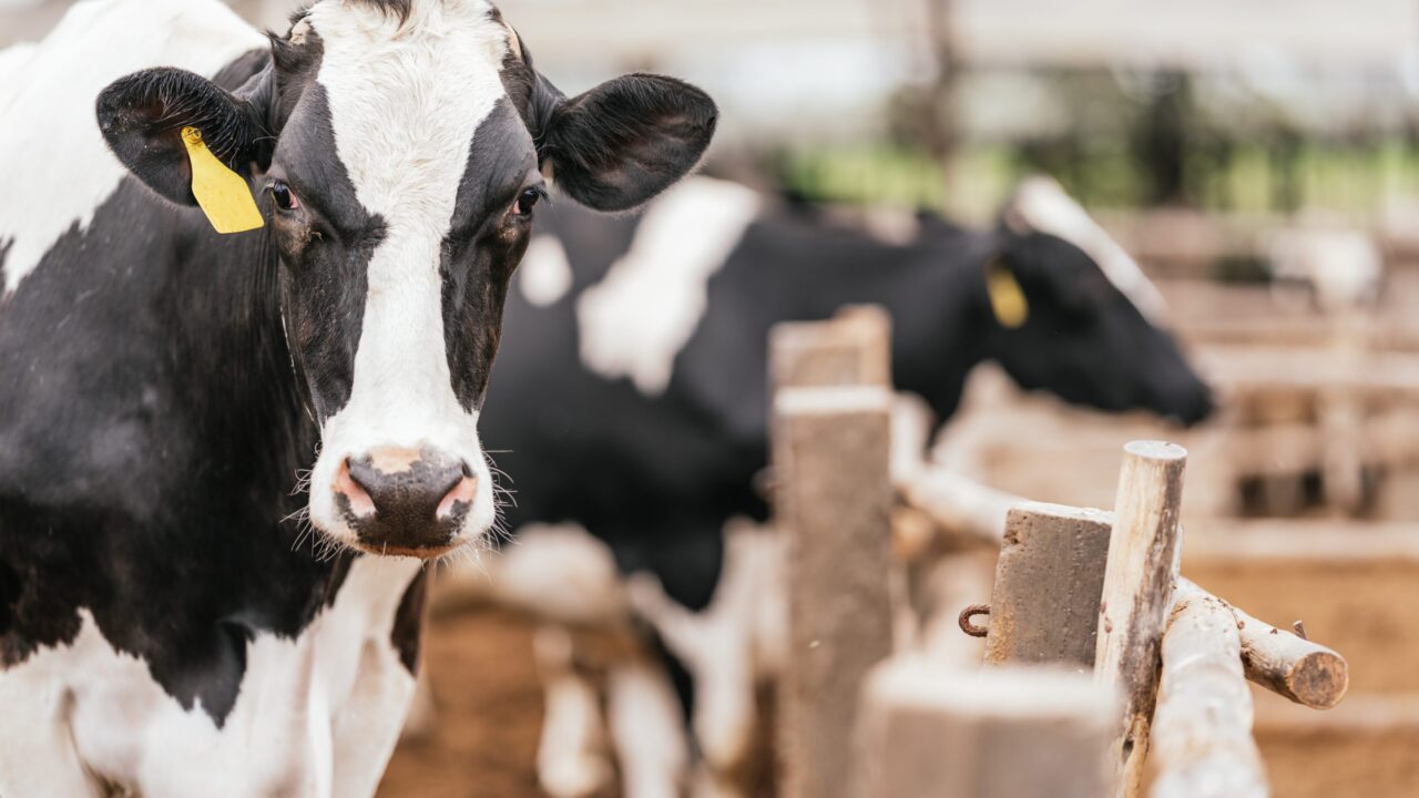 agriland.co.uk - Joe Griffin - AI tools to monitor cow welfare rolled out across M&S dairy farms