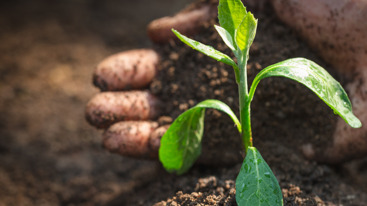 agriland.co.uk - Elena Conroy Garcia - Farmers returning to their roots through revived farming practices