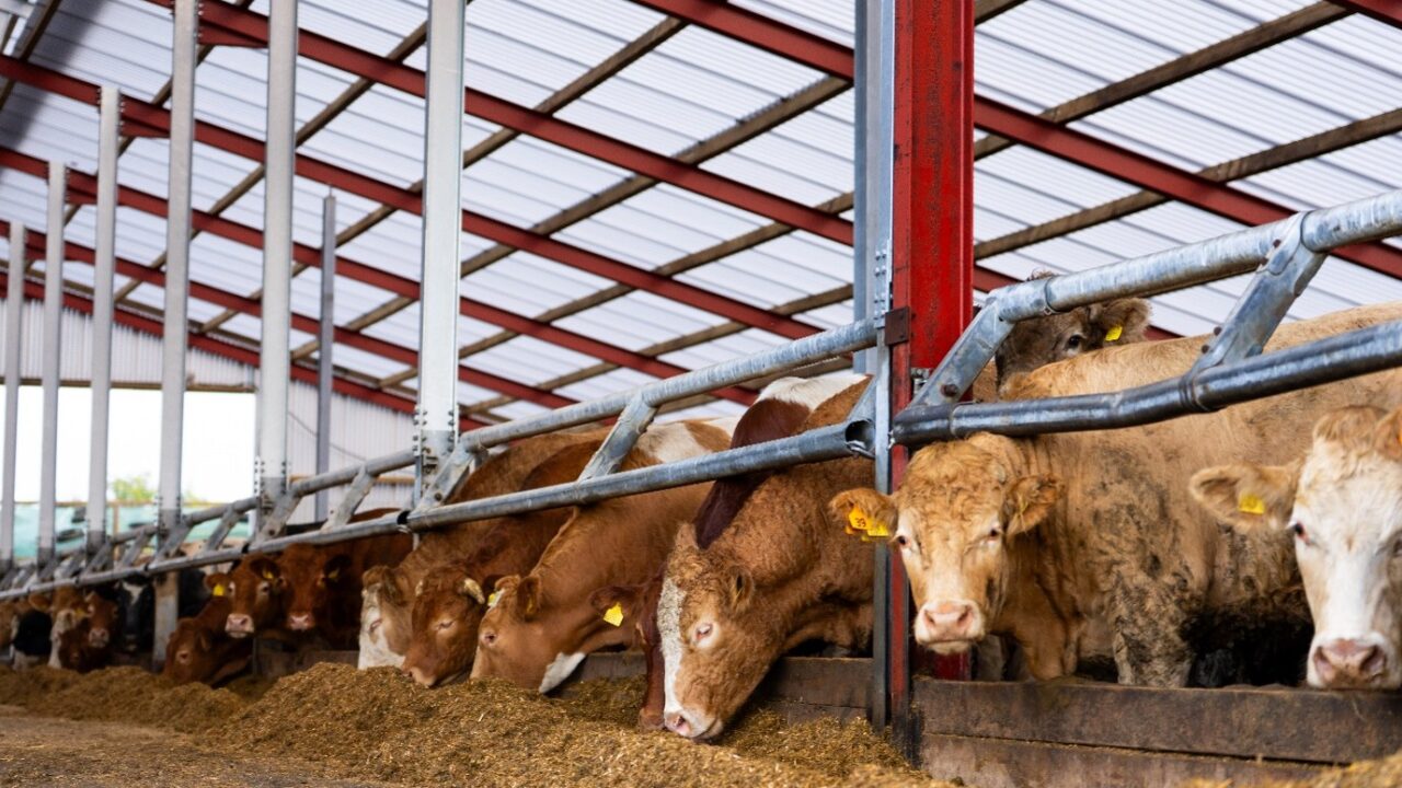 agriland.co.uk - Joe Griffin - Farm walk reveals 15% steer performance advantage from grazing trial