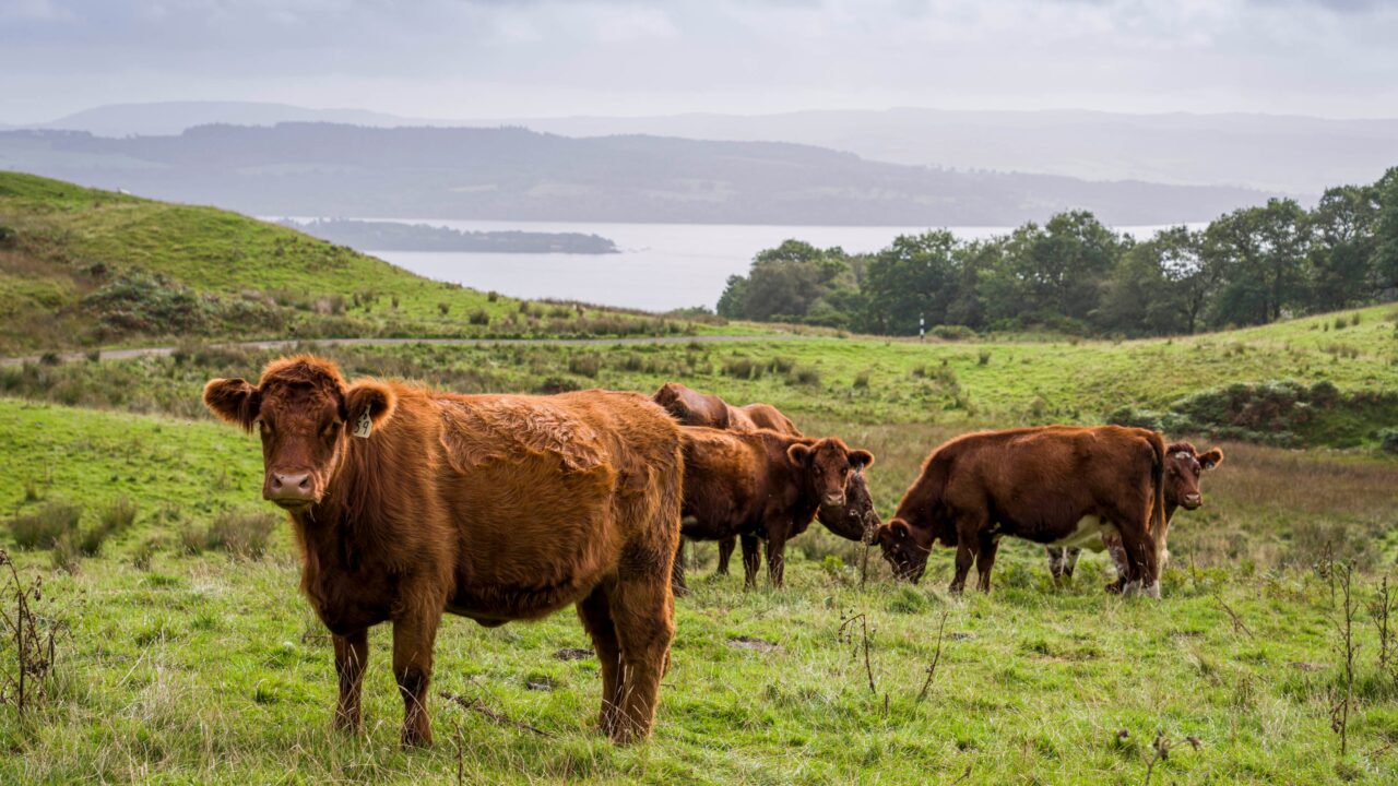 agriland.co.uk - Elena Conroy Garcia - Scottish farms pilot climate-resilience programme in National Park